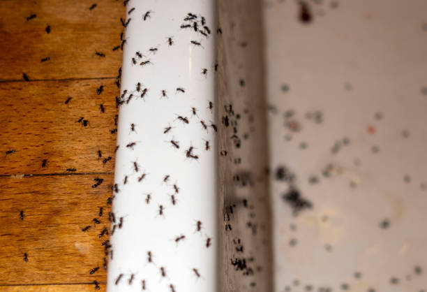 Pest Control Cost in Independence, MO